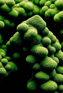 Close-up of green, textured moss clusters.