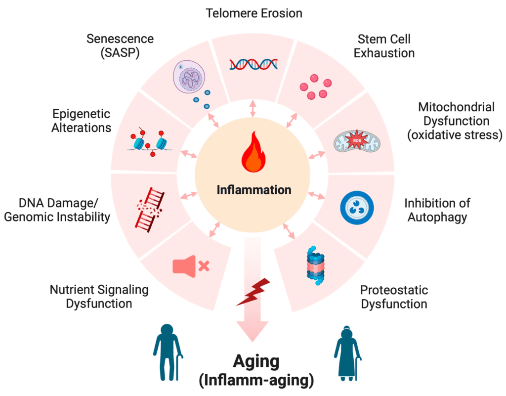 Agrawal, R., Hu, A. and Bollag, W.B. (2023). The Skin and Inflamm-Aging. Biology, 12(11), p.1396. https://doi.org/10.3390/biology12111396 Diagram showing inflammation's impact on aging processes.