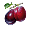 Prunes